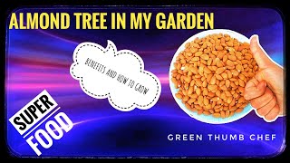 ALMOND TREE IN MY GARDEN -SUPER FOOD BY GREEN THUMB CHEF