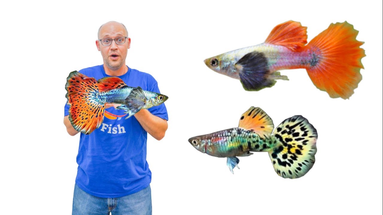 ALL GUPPIES Fish Warehouse Tour