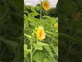Sunflowers forever!!! Seeds in my SHOP