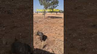 Angry Little Boar #hunting #huntingdogs  #outbackaustralia #pighunting  #adventureonpurpose