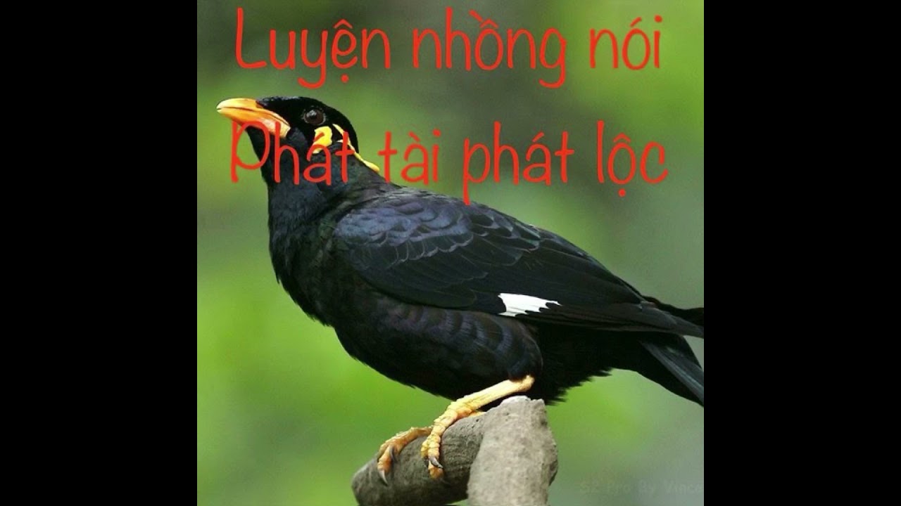 Luyện nhồng sáo nói phát tài phát lộc chuẩn