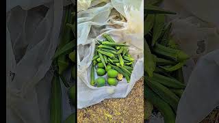 गांव की जिंदगी का असली मज़ा 😍 | खेतों में दिन बिताया | Village Vlog#minivlog #comedyfilms #subscribe