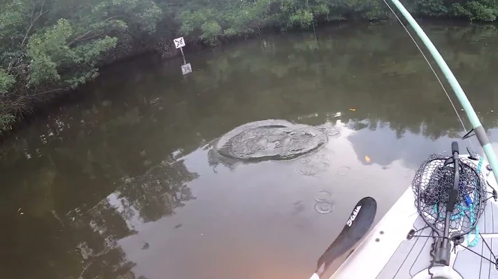 Epic Topwater Action in Tampa Bay