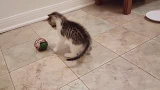 Kitten Archie Day 22 Testing Toys