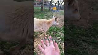 Update on Honey 🍯 #Minigoats #goats #nigeriandwarfgoats