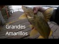 Buena pesca en el Paraná,de muelle Como extrañaba pescar en este lugar