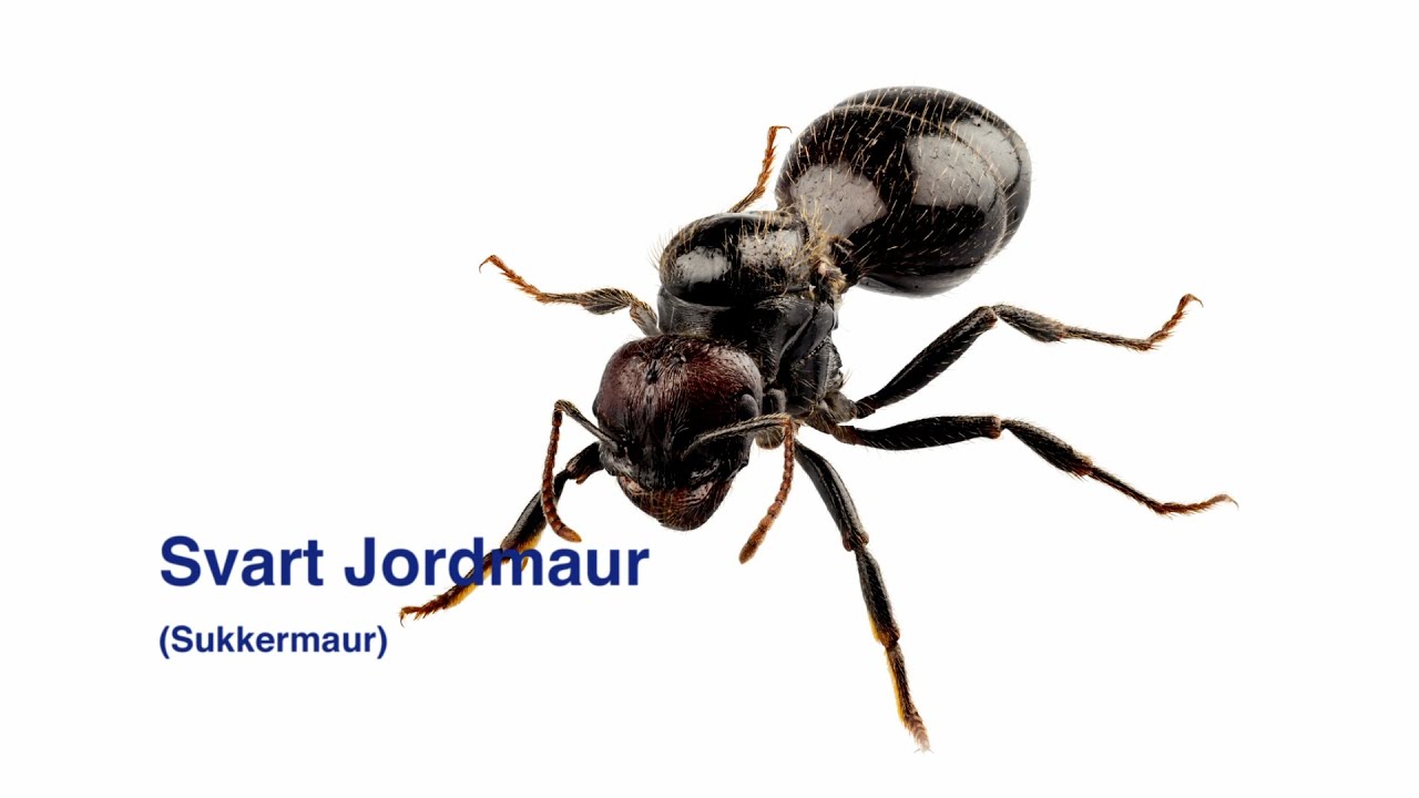 Tips og råd - Sukkermaur