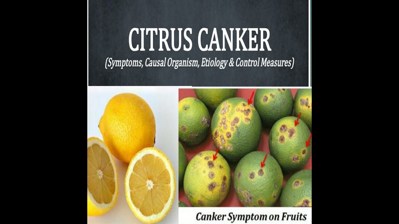 Citrus canker disease full description YouTube