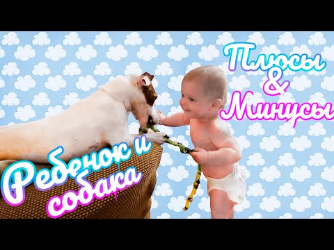Видео: Как познакомить собаку с новорожденным