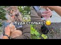 За 3 дня плюс 3 котенка😦