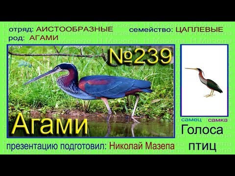 Агами. Голоса птиц