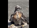 2 baby hawks rescued after 63-foot fall in SoCal