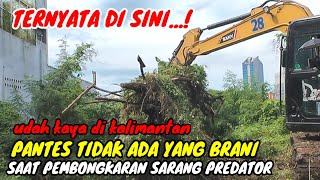 Download Lagu PANTES TIDAK ADA YANG BERANI SAAT BONGKAR SARANG PREDATOR TERNYATA DI SINI❗ MP3 Download Lagu PANTES TIDAK ADA YANG BERANI SAAT BONGKAR SARANG PREDATOR TERNYATA DI SINI❗ MP3