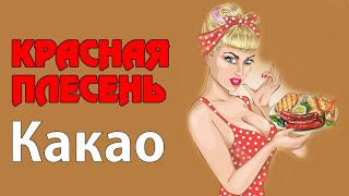 Video thumbnail of "Красная Плесень - Какао | Лучшие песни"