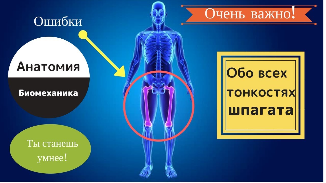 Шпагат. Анатомия | От А до Я. Детям и взрослым!