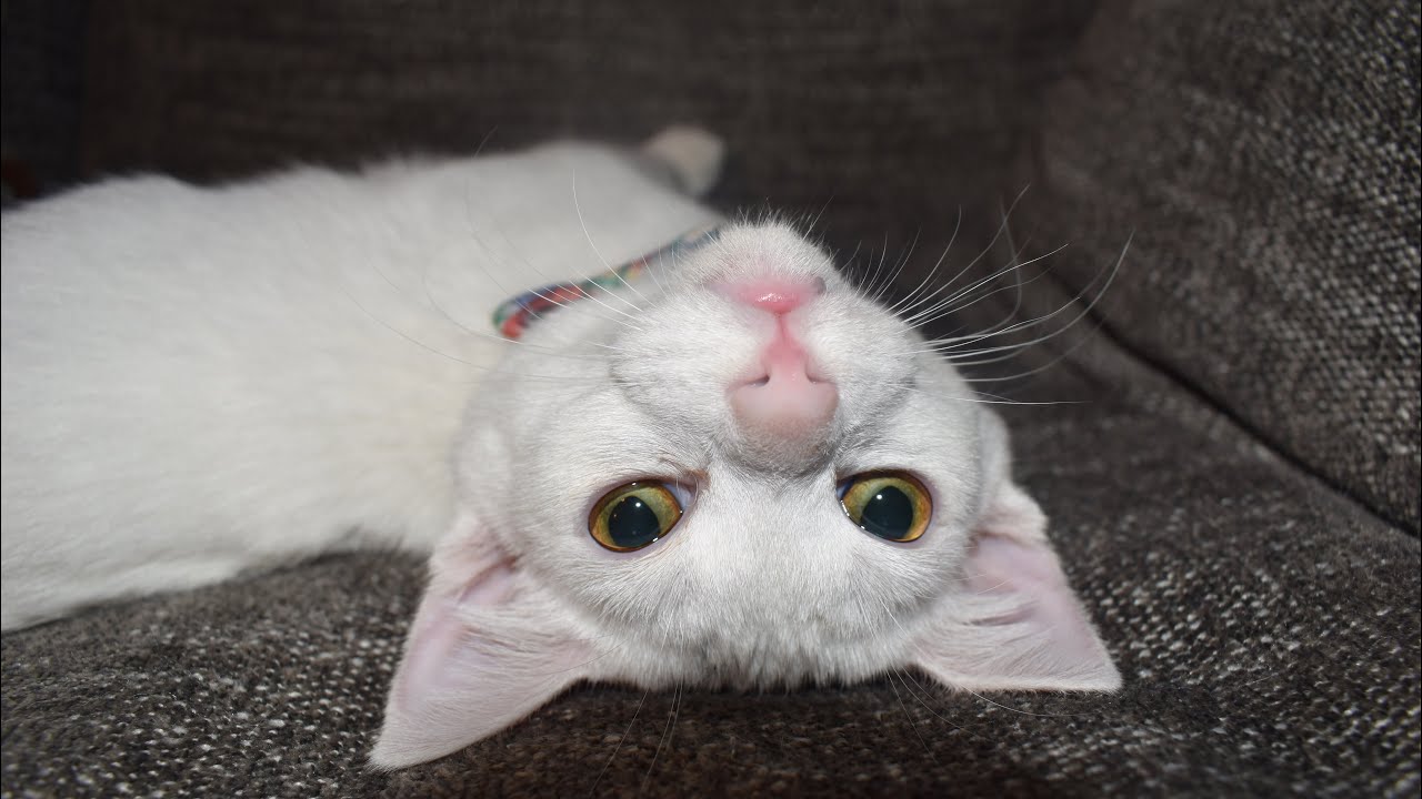 Kitten Loves His Foodies 🍽 YouTube