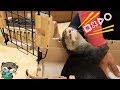 【音注意】掃除してるとカワウソ語で必死に何かを訴えかけてきたビンゴ(Otter Bingo is boycotting master from cleaning his cage)