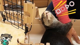 【音注意】掃除してるとカワウソ語で必死に何かを訴えかけてきたビンゴ(Otter Bingo is boycotting master from cleaning his cage)