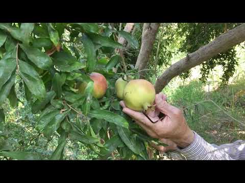 Video: Sorte granatnega jabolka: pogoste vrste sadnih dreves granatnega jabolka