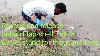 Rescue of an Indian flapshell turtle from the grip of the poachers and releasing it in River Ganga.