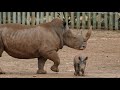 Southern White Rhino calf born at Monarto Zoo