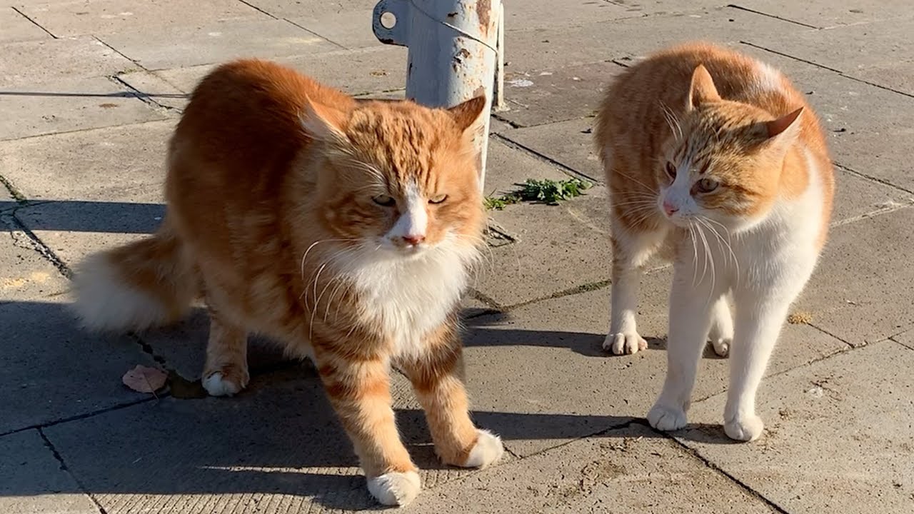 Four male cats yelling at each other for territory