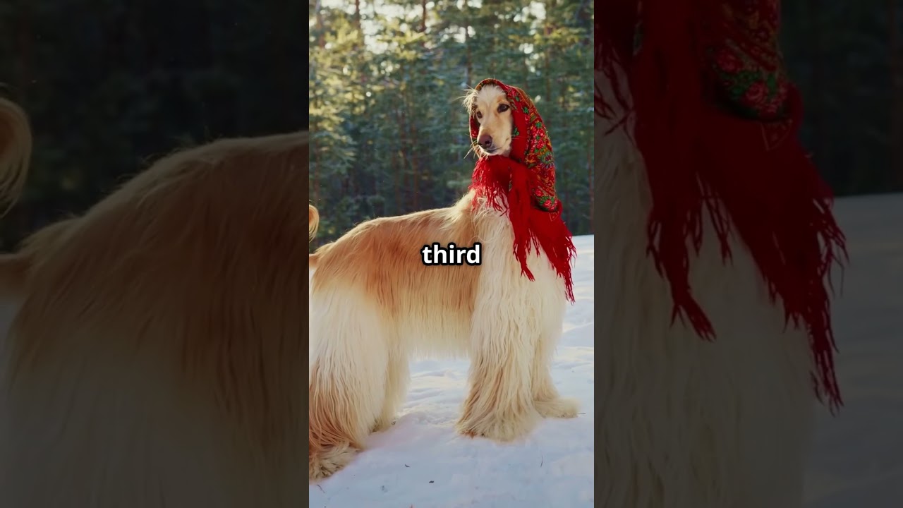 Top 5 fastest dog breeds in the world! 