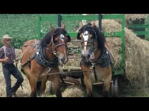 Horse drawn hay rake and hay loader - YouTube