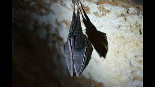 Bat Wings Flapping Inside Cave Sound Effect