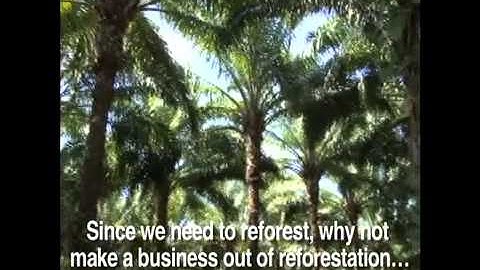 A Darker Shade of Green: REDD Alert and the Future of Forests