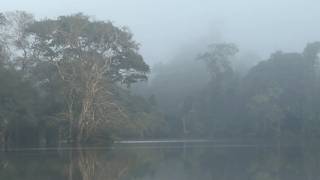 A Darker Shade of Green: REDD Alert and the Future of Forests