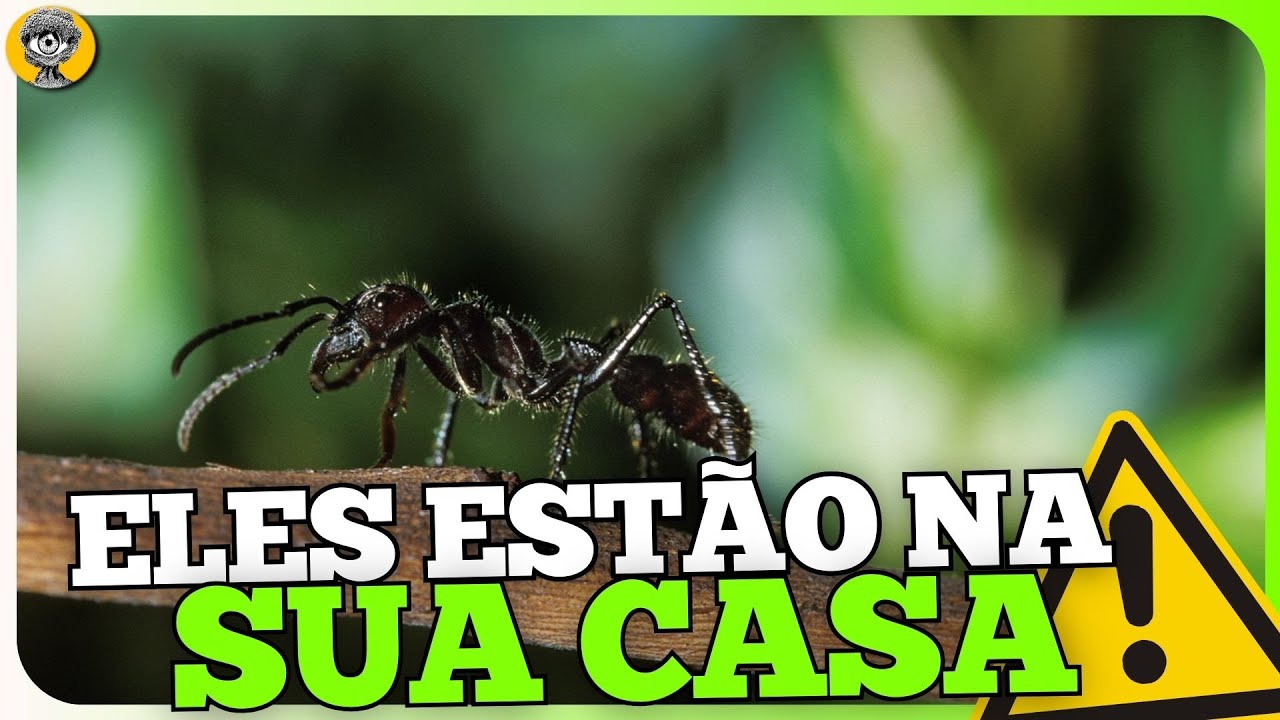 Os 7 INSETOS Mais PERIGOSOS do Mundo! 😵 - YouTube