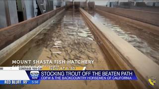 Horses help stock remote Northern California wilderness lakes