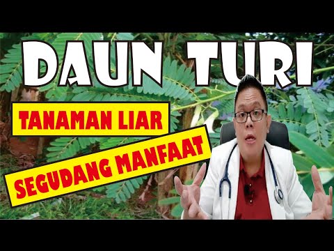 Daun Turi Benefits