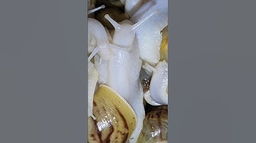 nuôi ốc trong thùng xốp khổng lồ #octayninh #shorts