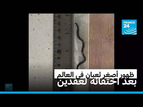 ظهور أصغر ثعبان في العالم بعد اختفائه لعقدين فرانس 24