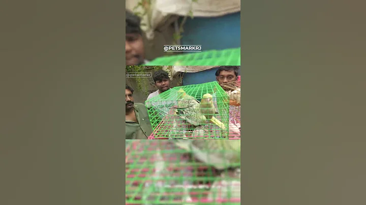 Watch the video about Cockatiel, Persian Cat, Gerbil & Pineapple Conure Combo | Exotic Pets All in One! 🐦🐹🐔🐱 #petsmarkrj