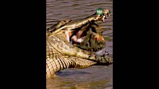 La baba (Caiman crocodilus) #venezuela #wildlife #nature