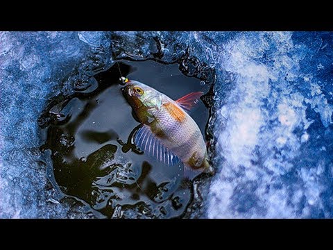 волшебная рыбалка с волшебная рыбалка с