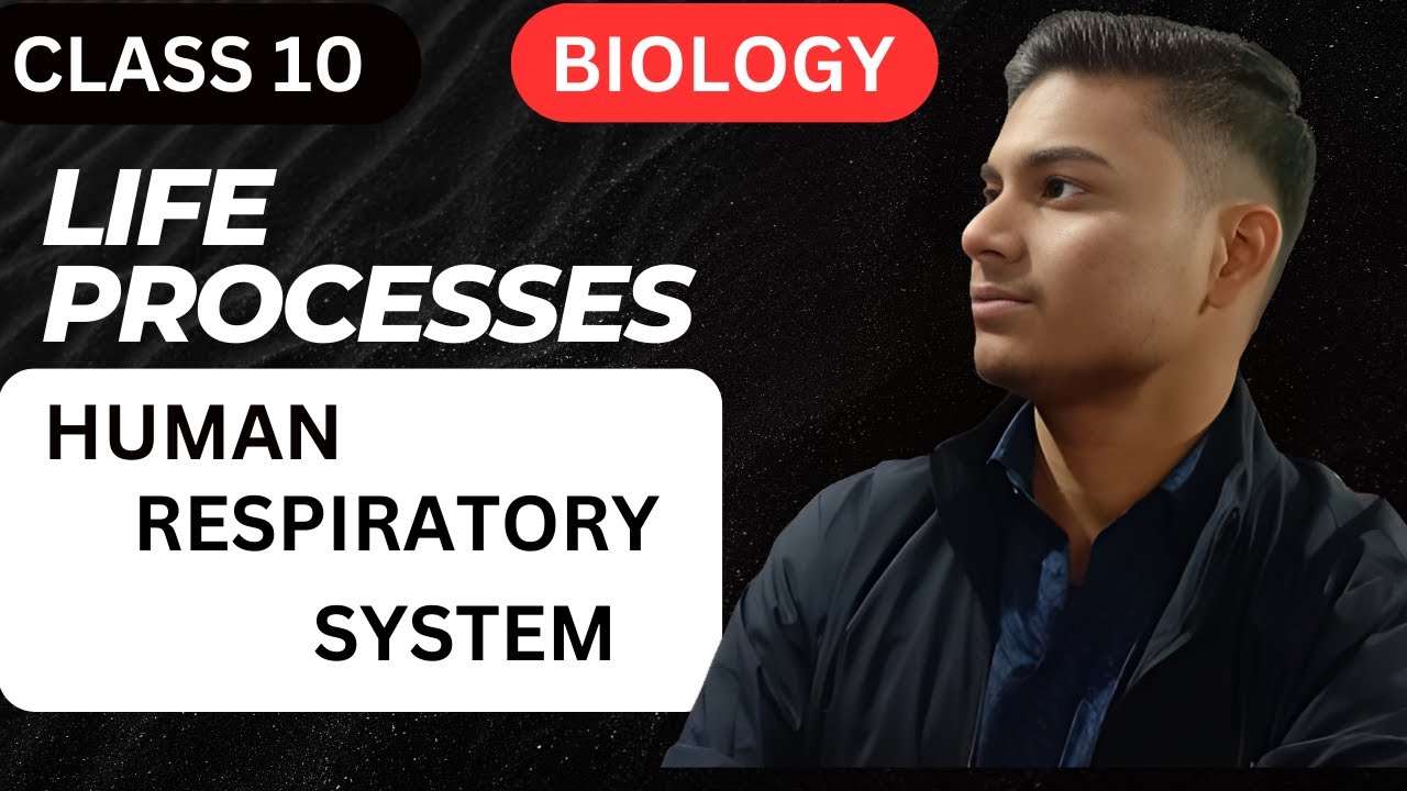 Human respiratory system class 10 | |Human respiratory system class 10 ...