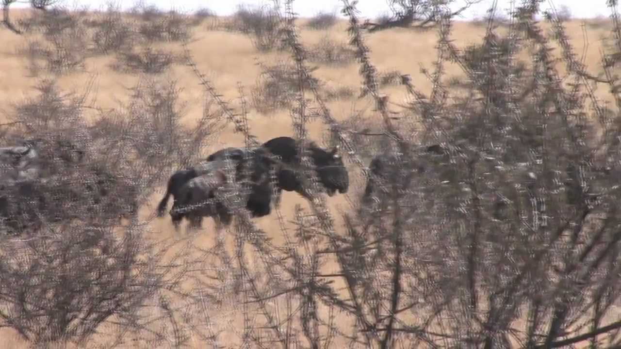 African hunt Gras Ranch, Namibia YouTube