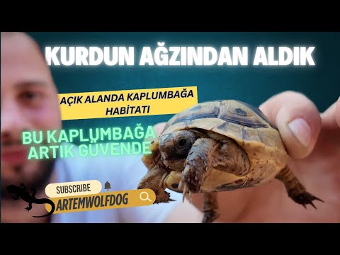 How I Made a Safe Place for a Wild Tortoise!