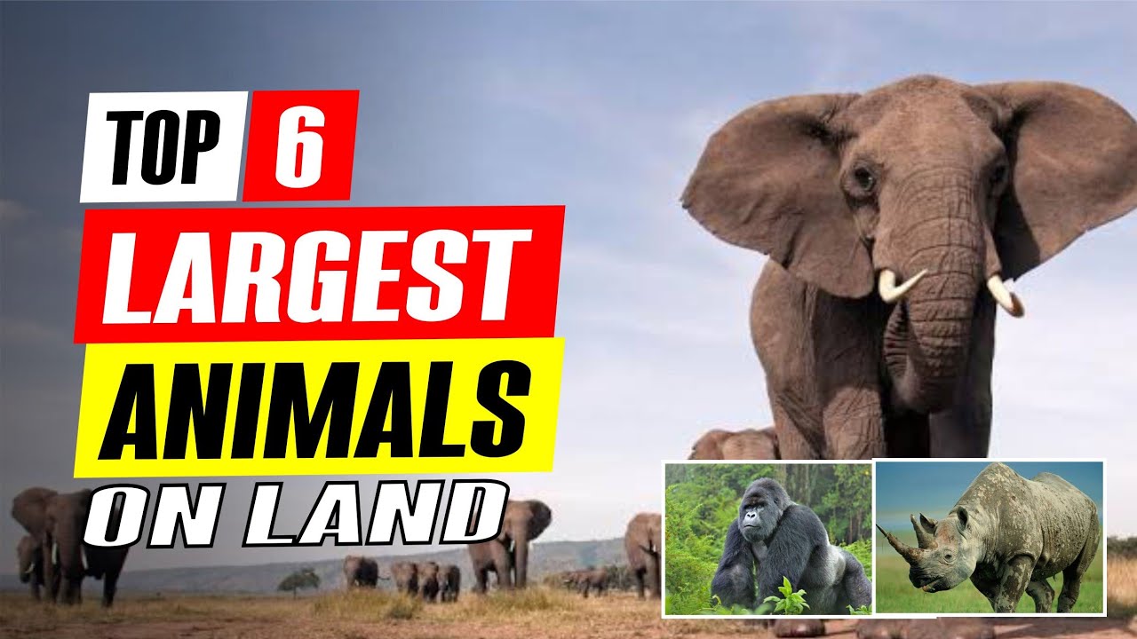 Top 6 Land Largest Animals Found on Earth - #5 Will Amaze You