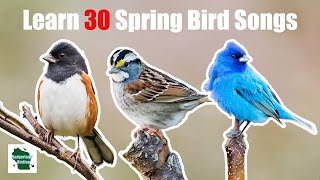 Learn 30 Spring Common Backyard Bird Songs and Calls (Central and Eastern United States) screenshot 1