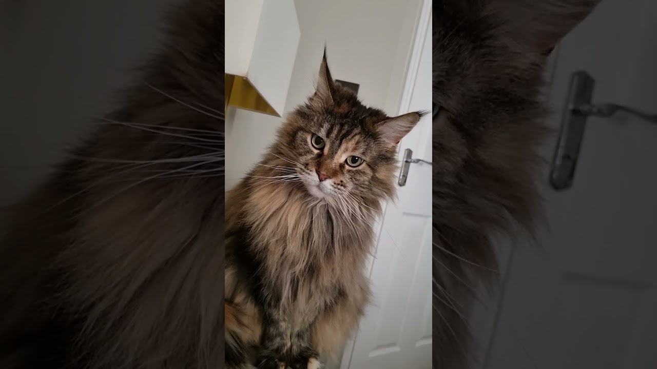 How My Cat Wakes Me Up Every Morning 😼