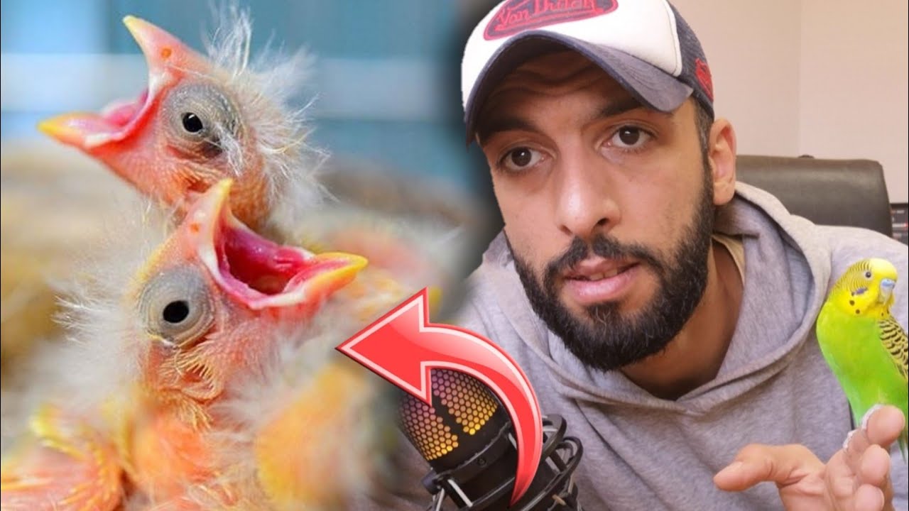 تزاوج ذكر كناري مع أكثر من أنثى 🔥 بداية وضع الأعشاش لطيور الكناري