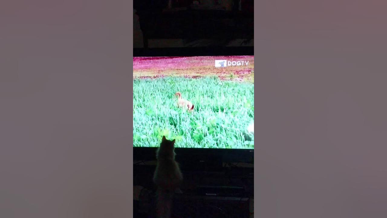 Cat watching dog tv - YouTube