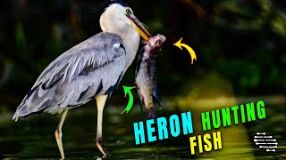 Person Films a Grey Heron Hunting a Fish