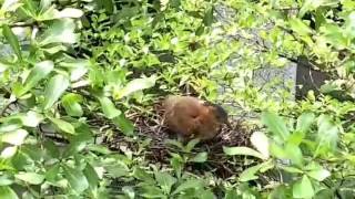 1060512南投國中黑冠麻鷺(1)