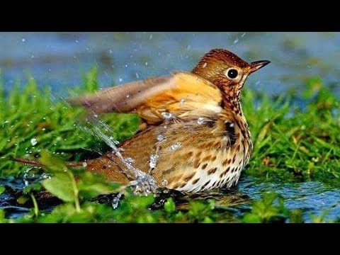 One Of The Best Sounds Of Tordo 2021 Part 1 من افضل صوت لطائر السمن ٢٠٢١ جزء اول 